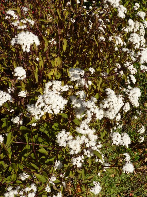 Ageratina x 'Chocolat'
